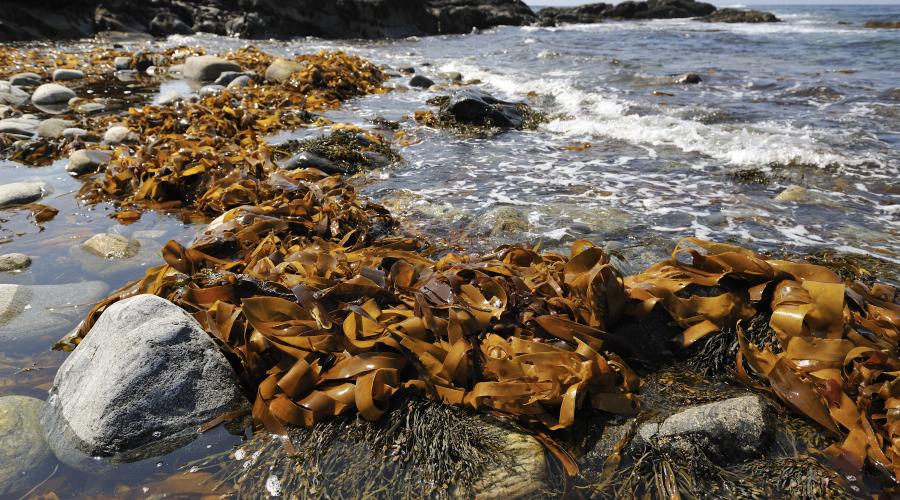 What Does Sea Kelp Do For Your Skin? The Science Behind Scotland's Coastal Ingredient