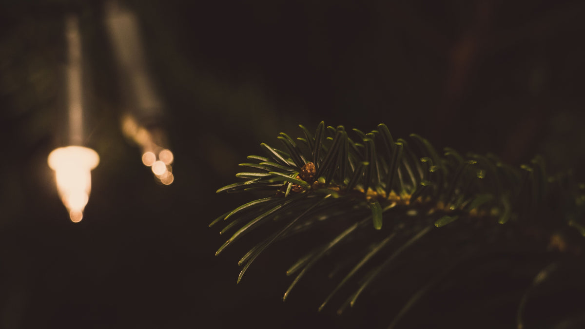 Fir & Firelight
